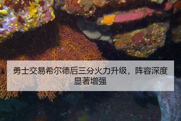 勇士交易希尔德后三分火力升级，阵容深度显著增强
